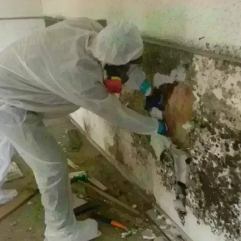 Mold Remediation and Removal in Schertz, TX